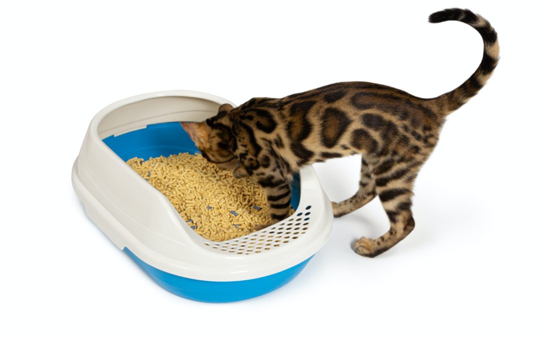 5 Types Of Cat Litter