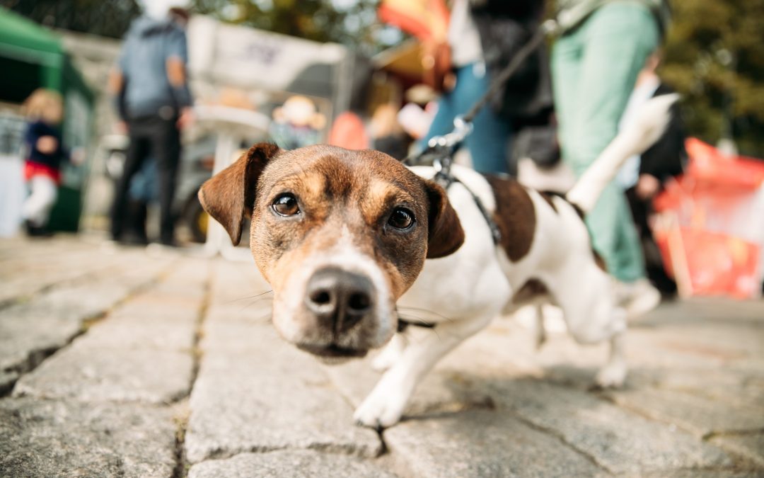 5 Types Of Dog Leashes