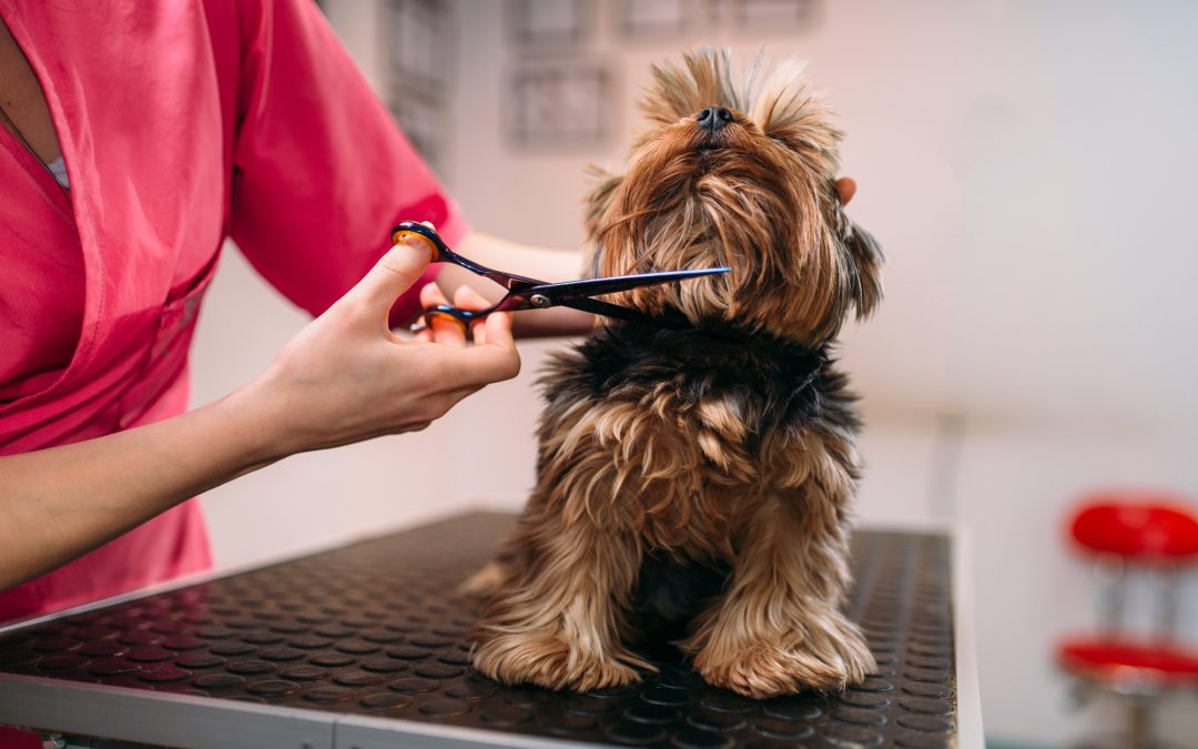 DIY Dog Grooming Equipment