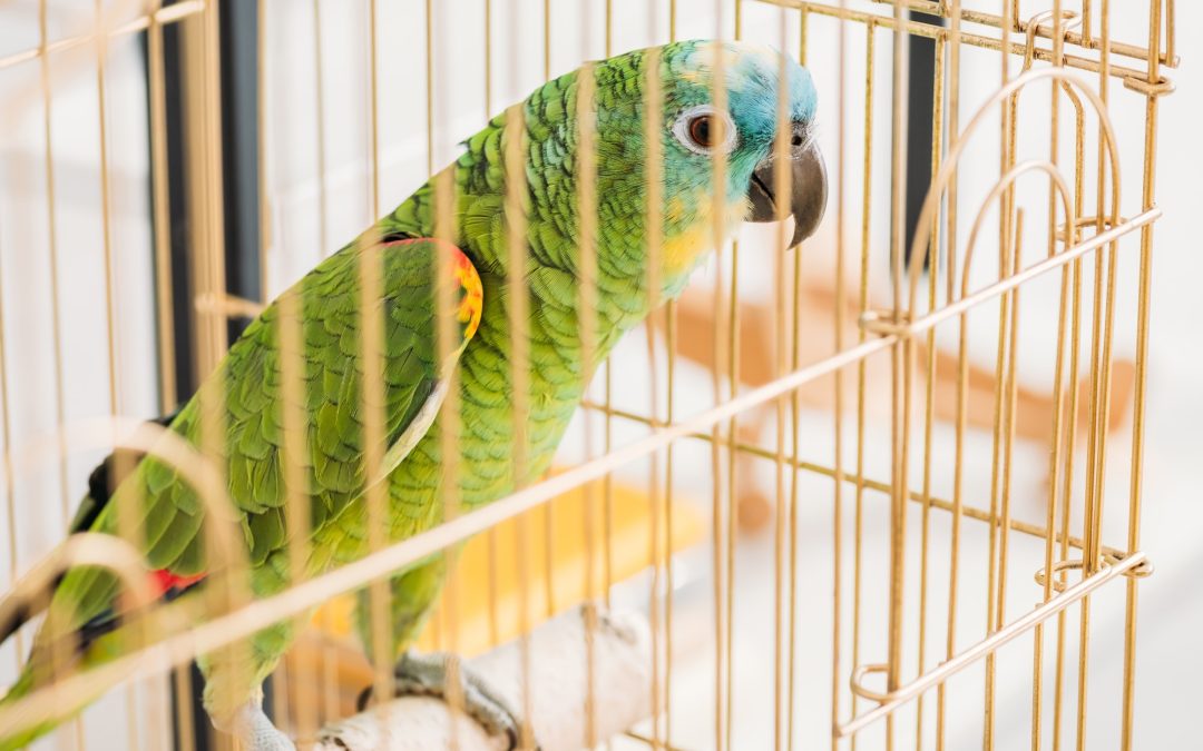 5 Best Bird Cages And Their Benefits