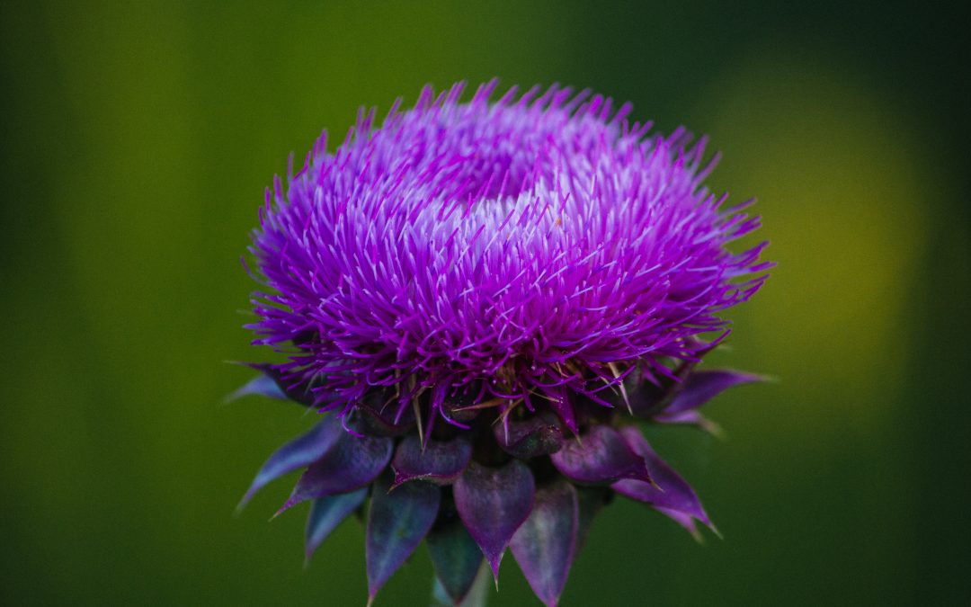 Milk Thistle