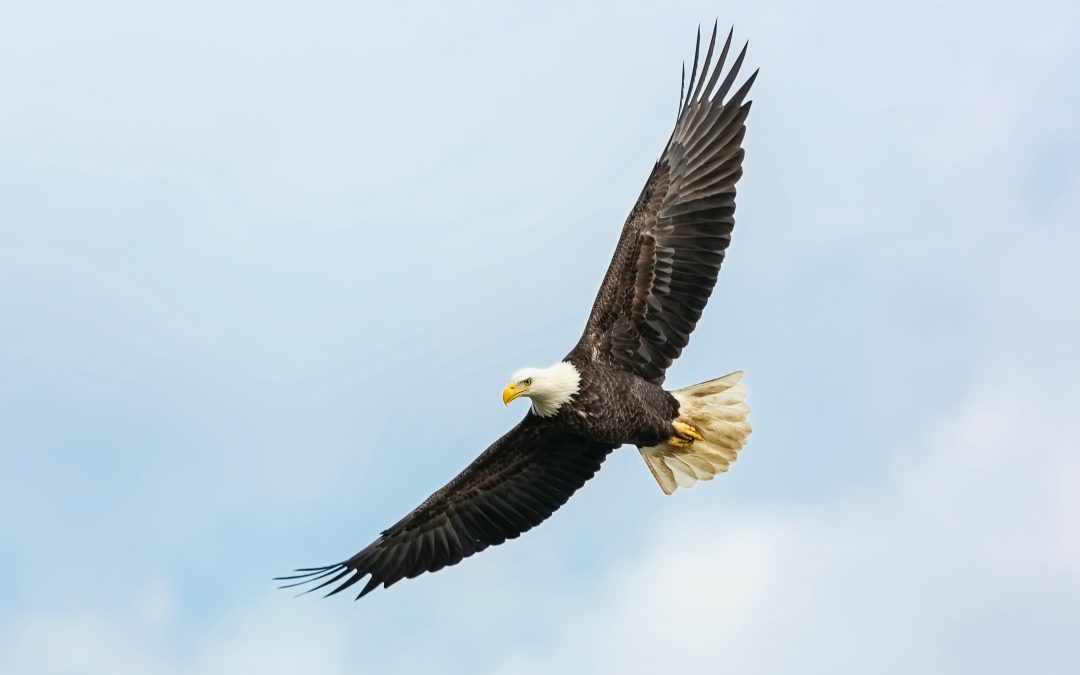 The Majestic Bald Eagle: A Symbol of Power, Freedom, and Resilience